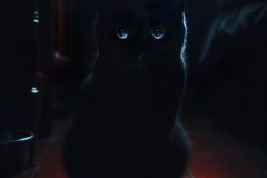 Black Cat